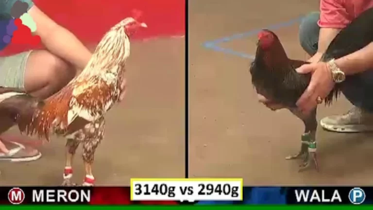 What is an Iron spur fighting cock, Experience in choosing