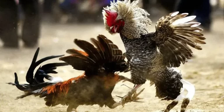 Download 8k8 Sabong APK for Exciting Cockfighting Action